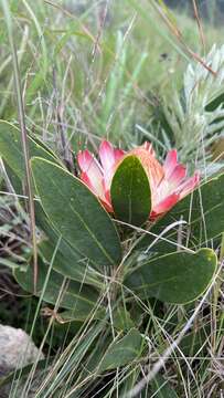 Image of Protea simplex E. Phillips