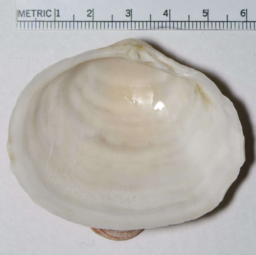 Image of Leporimetis obesa (Deshayes 1855)