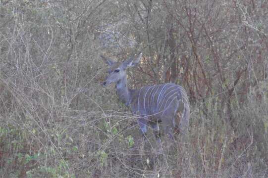 Image of Lesser Kudu
