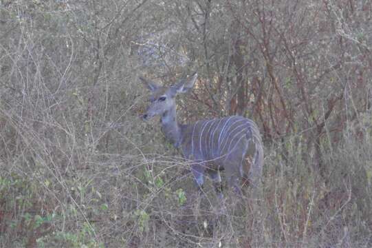 Plancia ëd Tragelaphus imberbis (Blyth 1869)