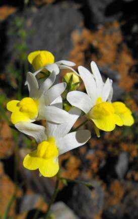 Image of Nemesia anisocarpa E. Mey. ex Benth.