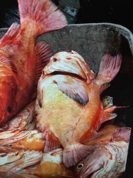 Image of Rougheye rockfish