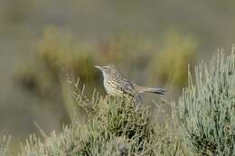 Image of Western Fieldwren