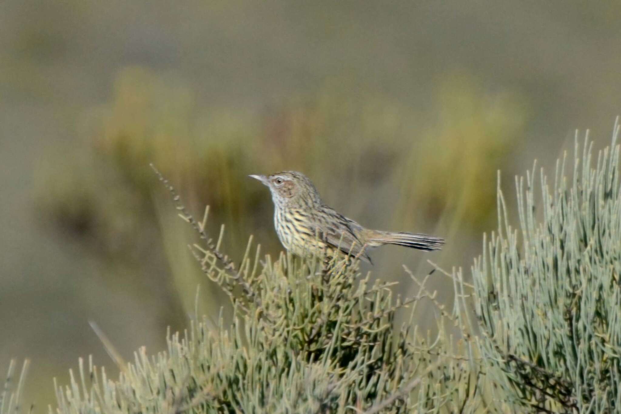 Image of Western Fieldwren