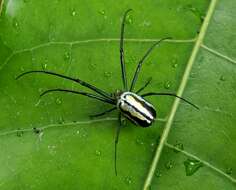 Image of Leucauge regnyi (Simon 1898)