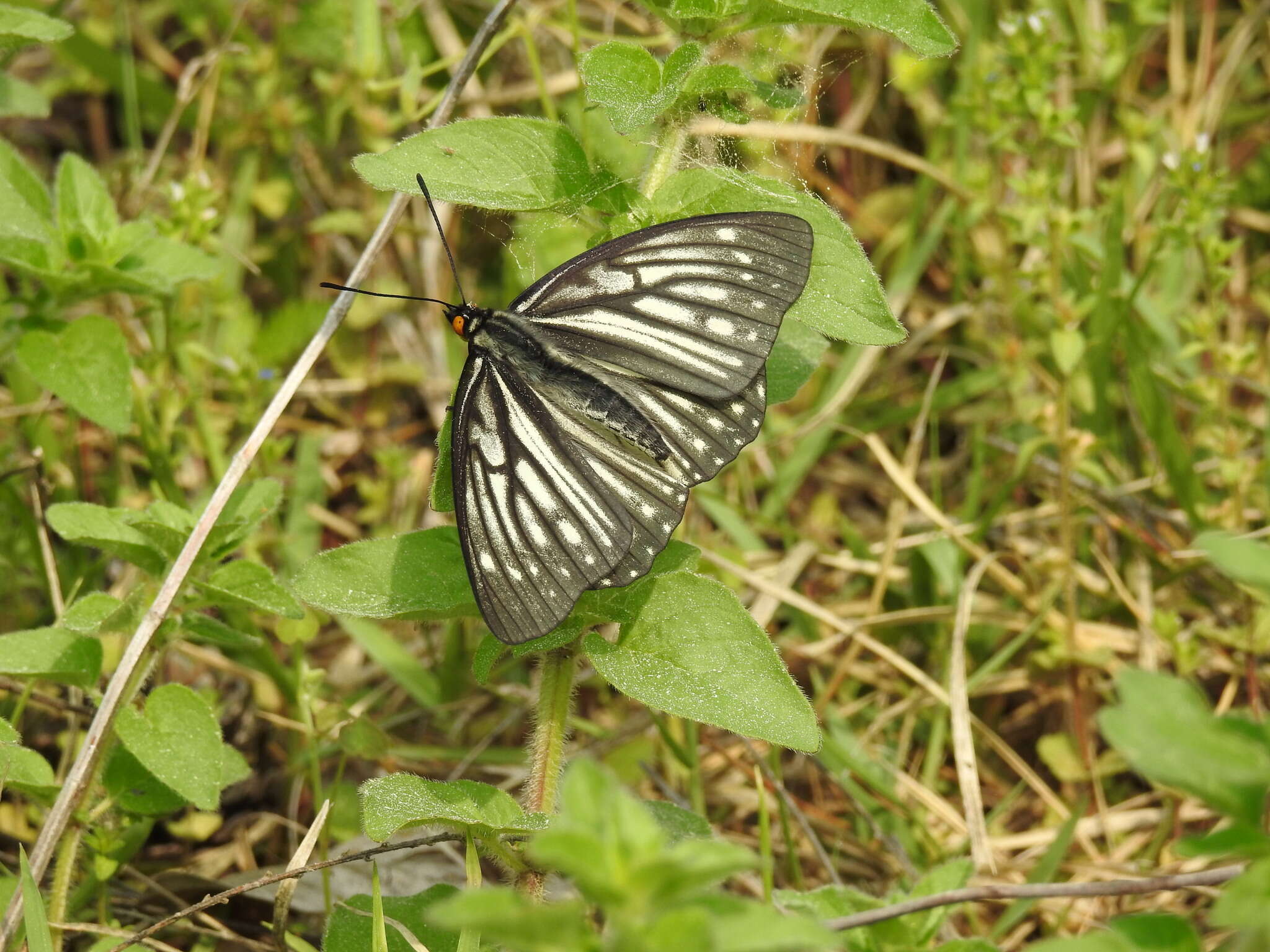 Plancia ëd Hestina persimilis Westwood (1850)