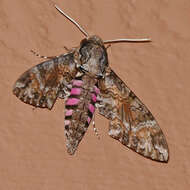 Image of Pink-spotted Hawkmoth