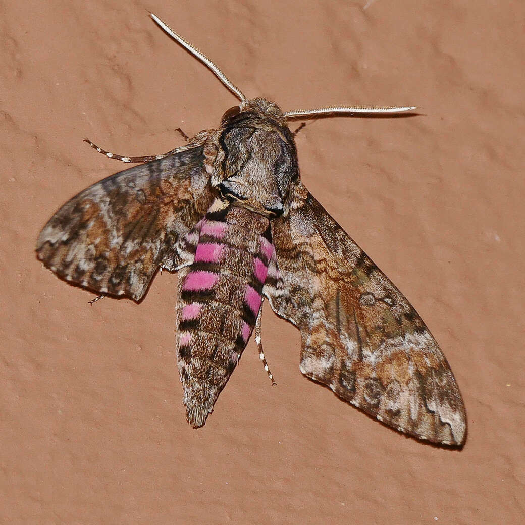 Image of Pink-spotted Hawkmoth