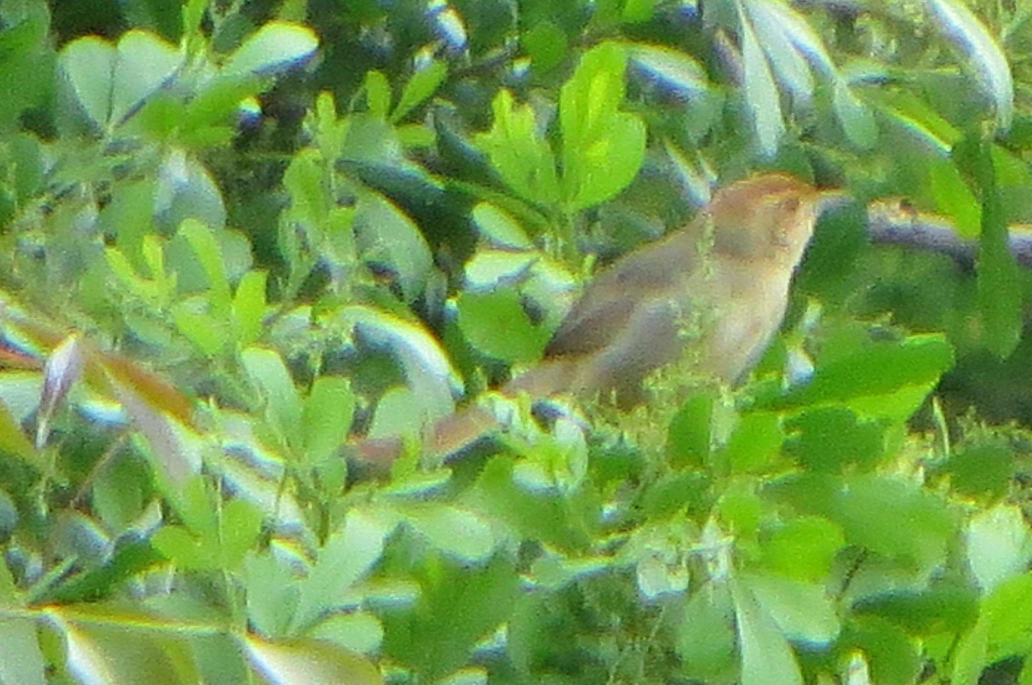 Image of Cisticola aberrans aberrans (Smith & A 1843)