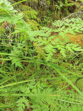 Image of Chinese Hemlock-Parsley