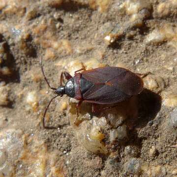 Image of Gastrodes (Gastrodes) grossipes De Geer 1773