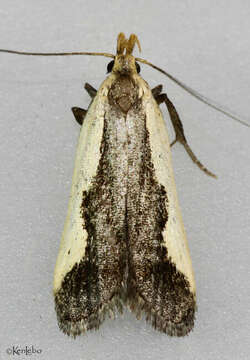 Image of Indented Dichomeris Moth