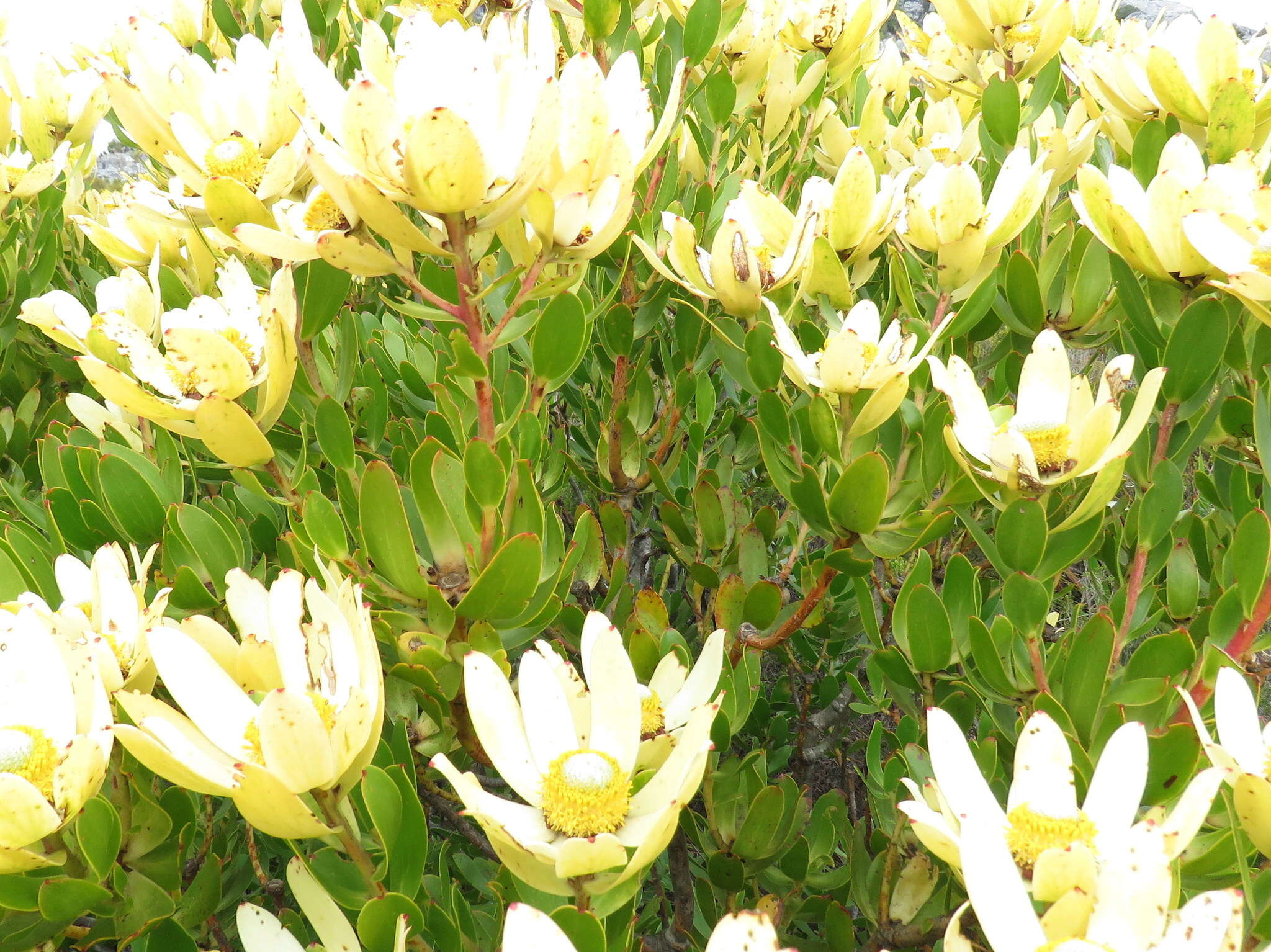 Plancia ëd Leucadendron strobilinum (L.) Druce