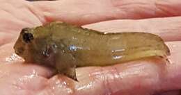 Image of Feather Blenny