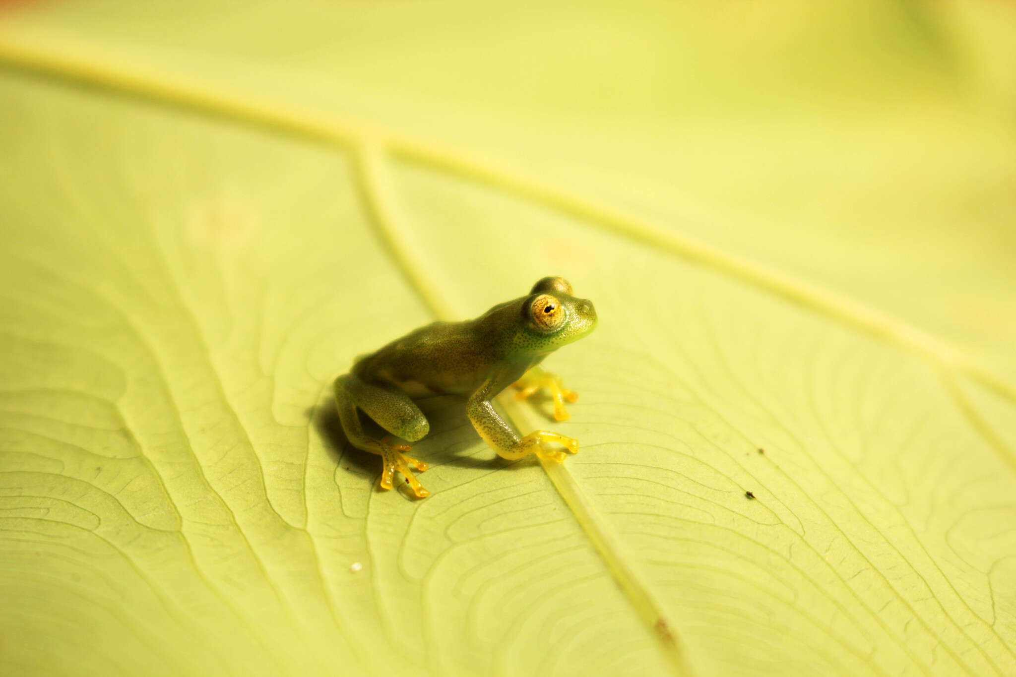 Image of Vitreorana baliomma Pontes, Caramaschi & Pombal 2014