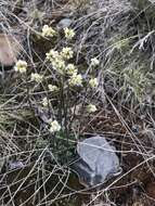 Image of grayleaf draba