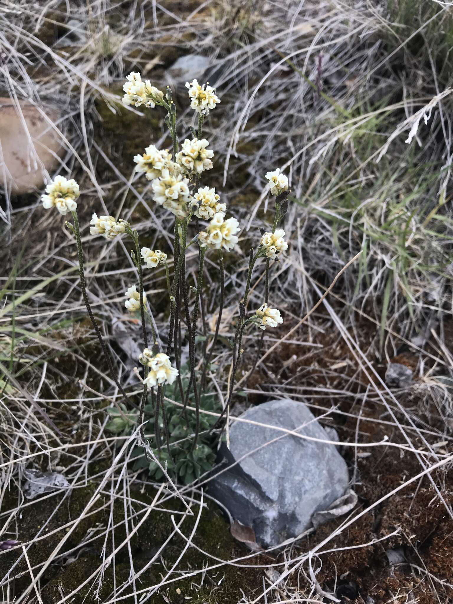 Image of grayleaf draba