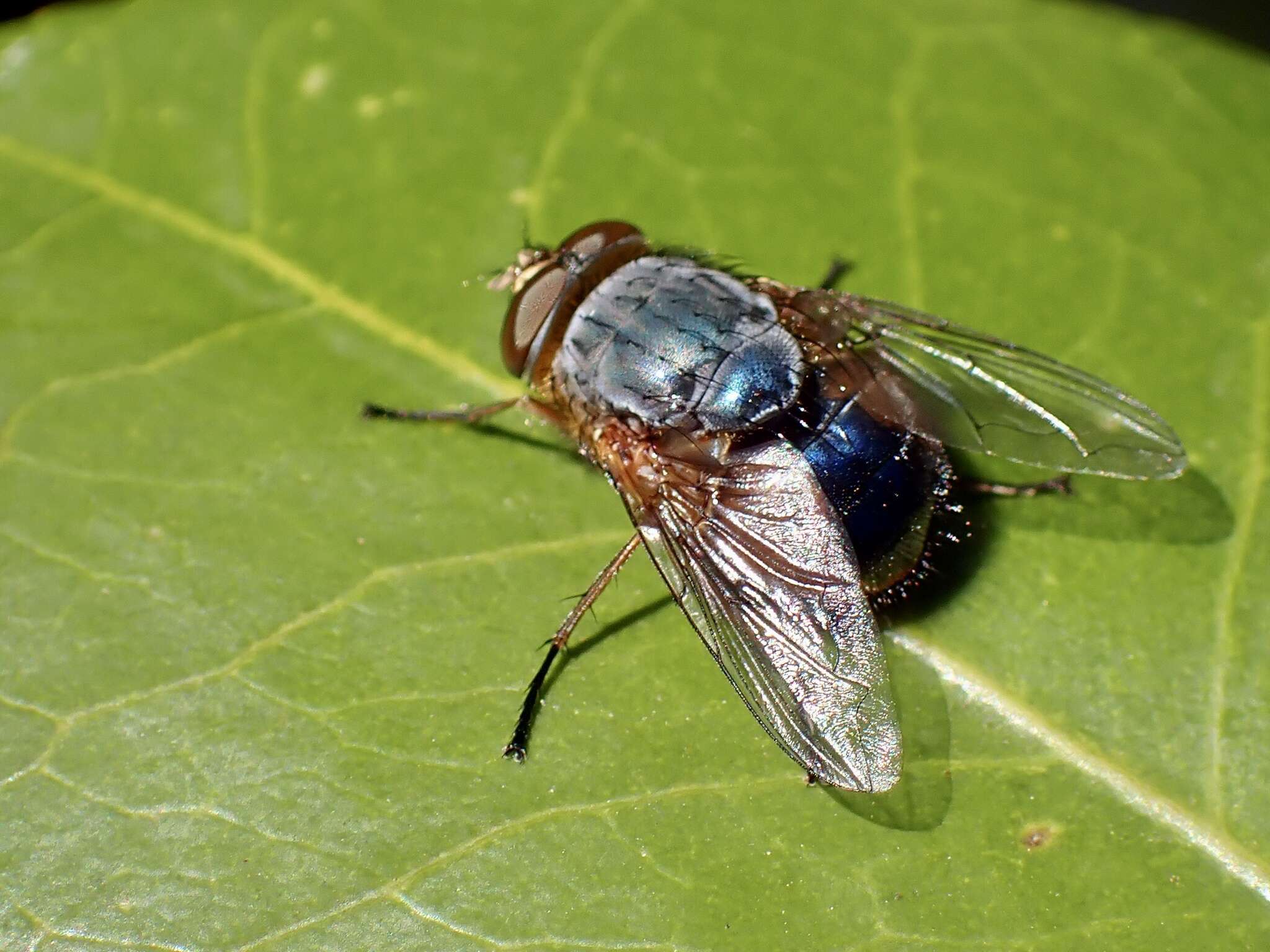 Image of Bluebodied Blowfly