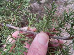 Image of Arizona Juniper