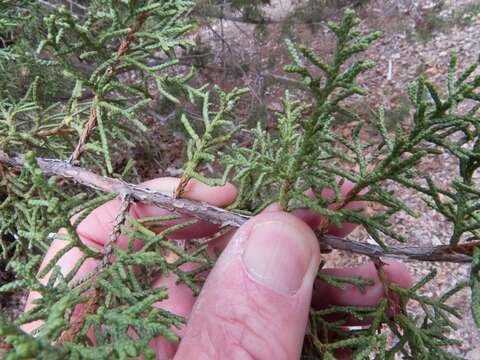 Juniperus arizonica (R. P. Adams) R. P. Adams的圖片