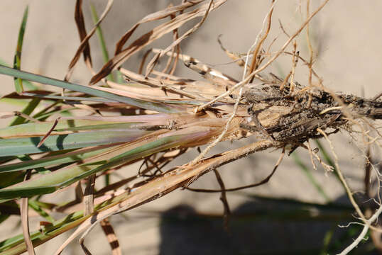 Schizachyrium scoparium (Michx.) Nash resmi