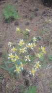 Image of paleyellow ragwort