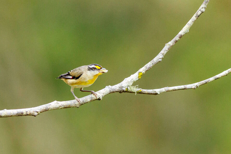 Image of Pardalotus striatus melanocephalus Gould 1838