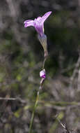 Image of Ixia oxalidiflora Goldblatt & J. C. Manning