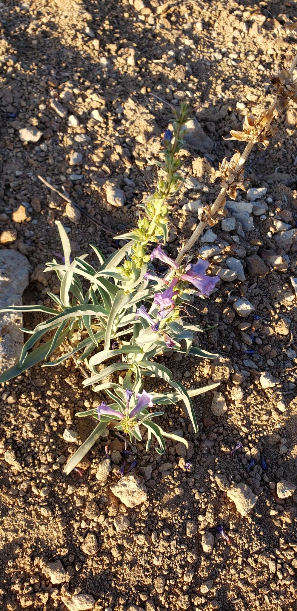 Imagem de Penstemon angustifolius var. venosus (Keck) N. Holmgren