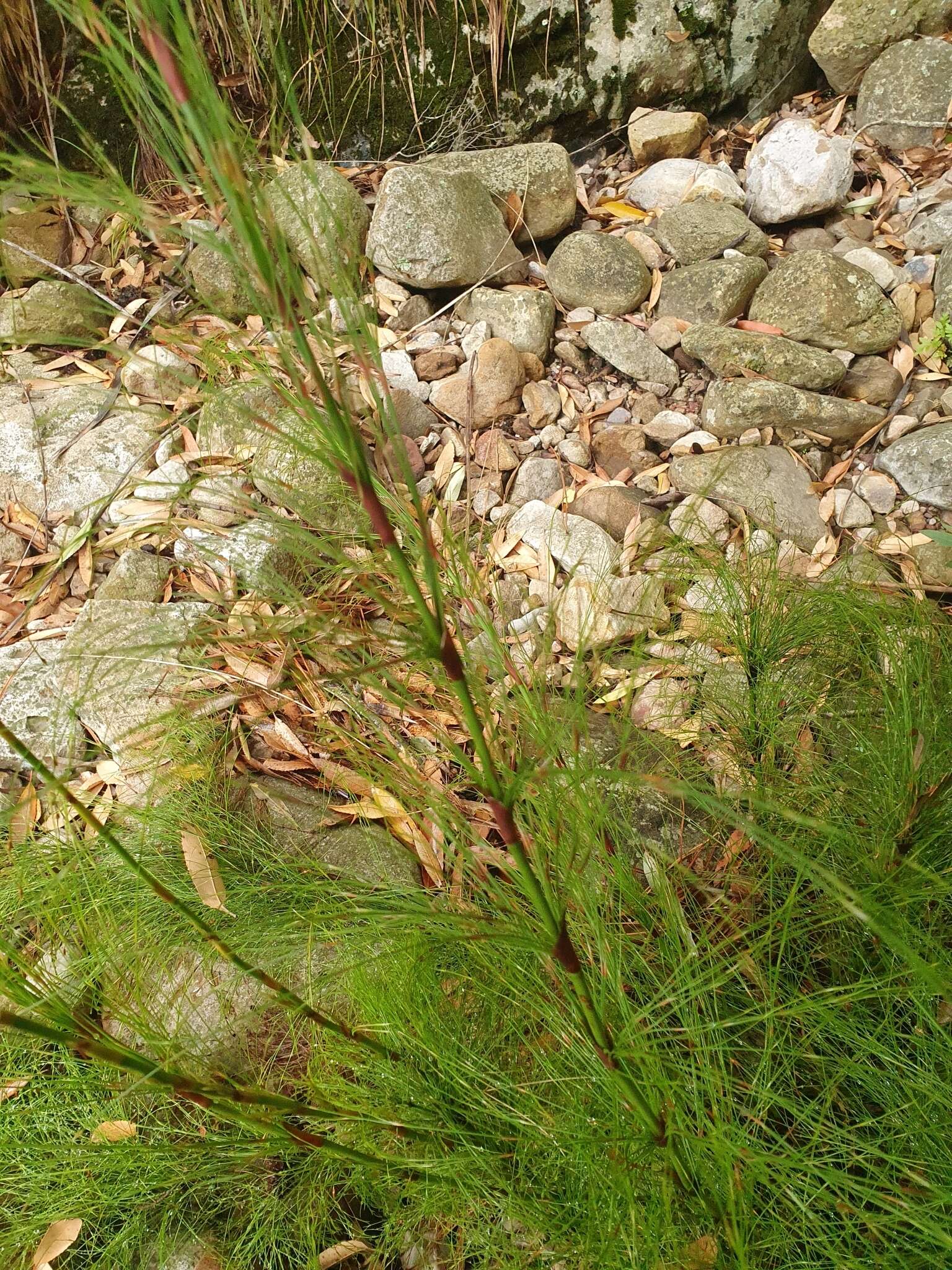 Image of Restio subverticillatus (Steud.) Mast.