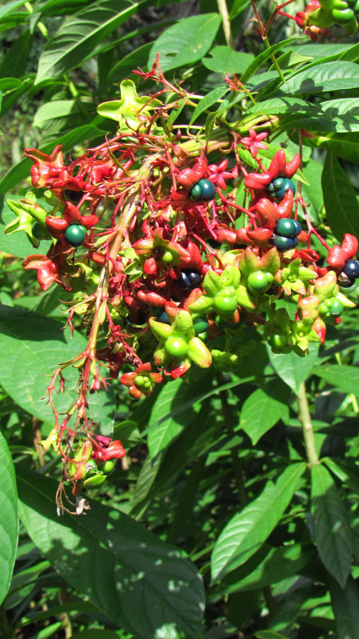 Imagem de Clerodendrum indicum (L.) Kuntze