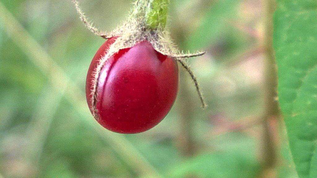 Image de Solanum stelligerum Sm.