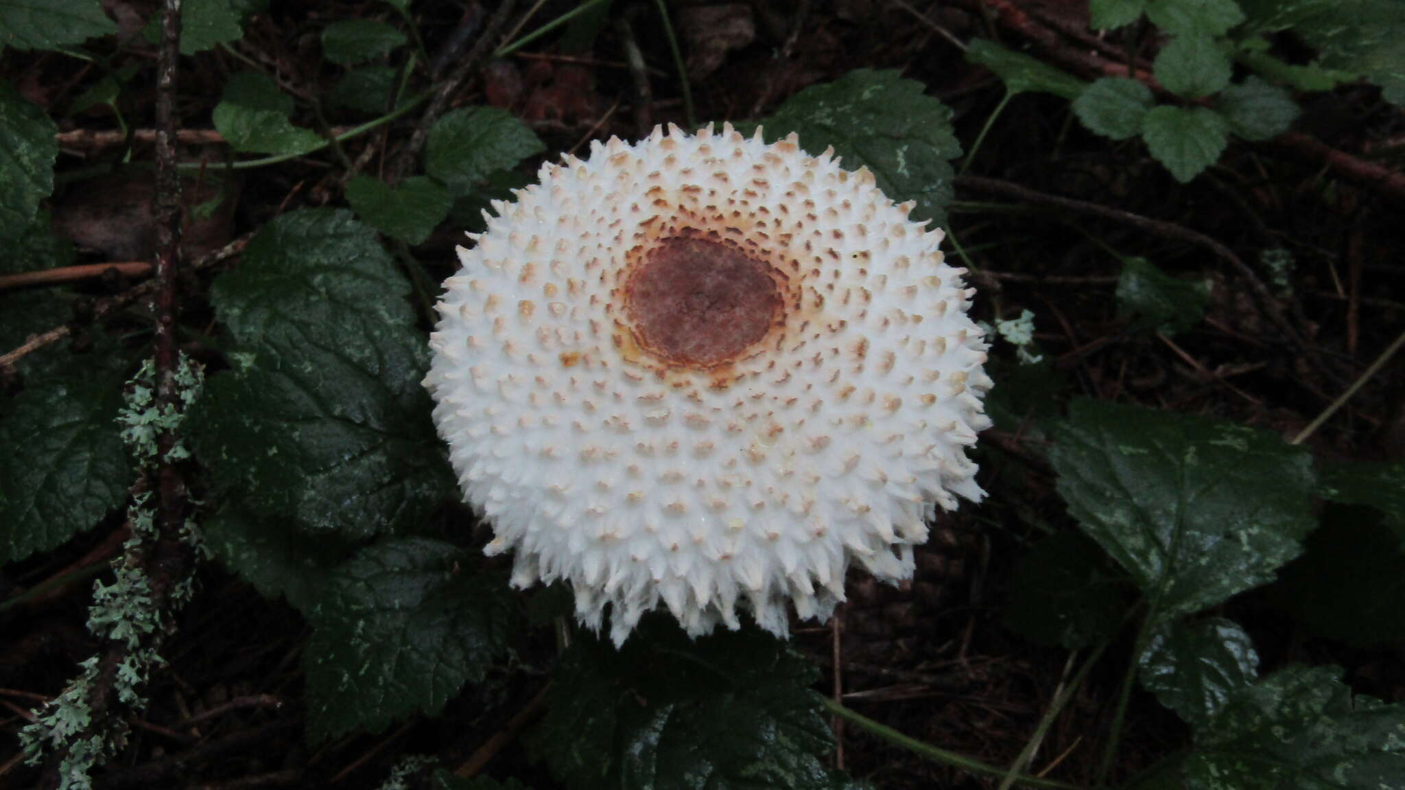 Слика од Leucoagaricus nympharum (Kalchbr.) Bon 1977