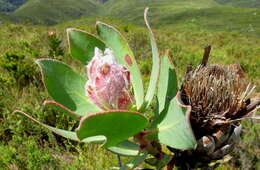 Imagem de Protea speciosa (L.) L.