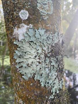 Image of Parmotrema subisidiosum (Müll. Arg.) Hale