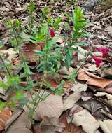 Image of Salvia angustiarum Epling