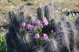 Image of Alstroemeria philippii Baker