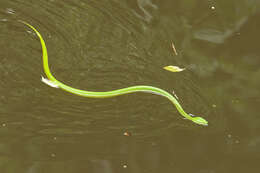 Image of Trimeresurus vogeli David, Vidal & Pauwels 2001