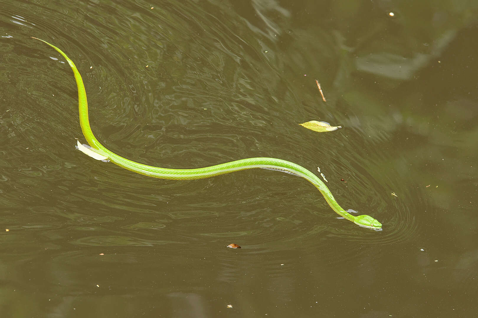 Image of Trimeresurus vogeli David, Vidal & Pauwels 2001