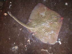 Image of Spotted Ray