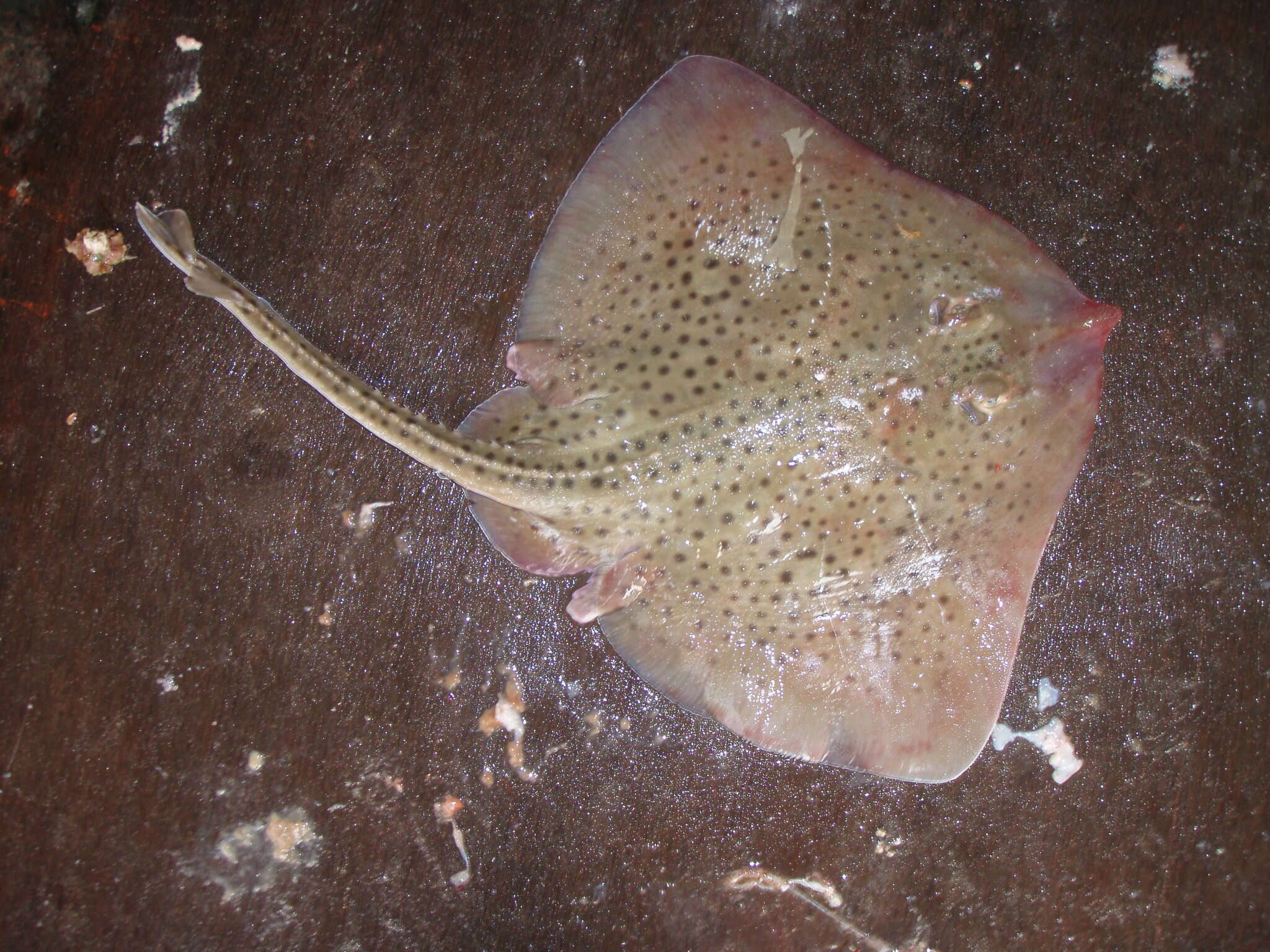 Image of Spotted Ray