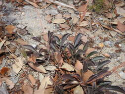 Image of Tuberaria globulariifolia (Lam.) Willk.