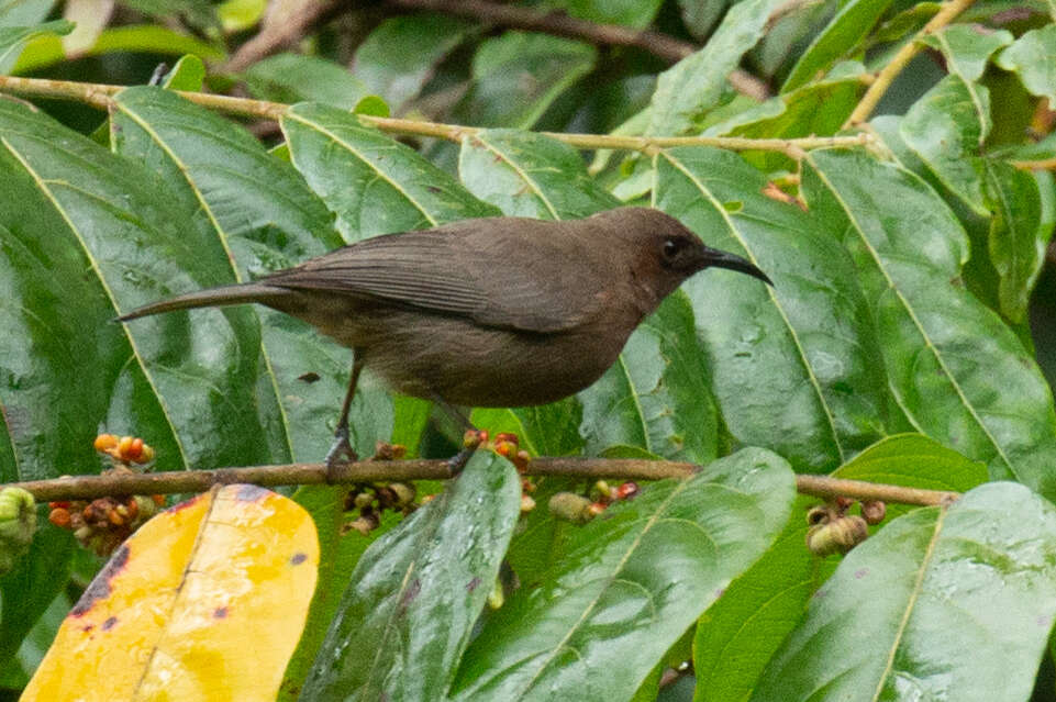 Image of Dusky Honeyeater