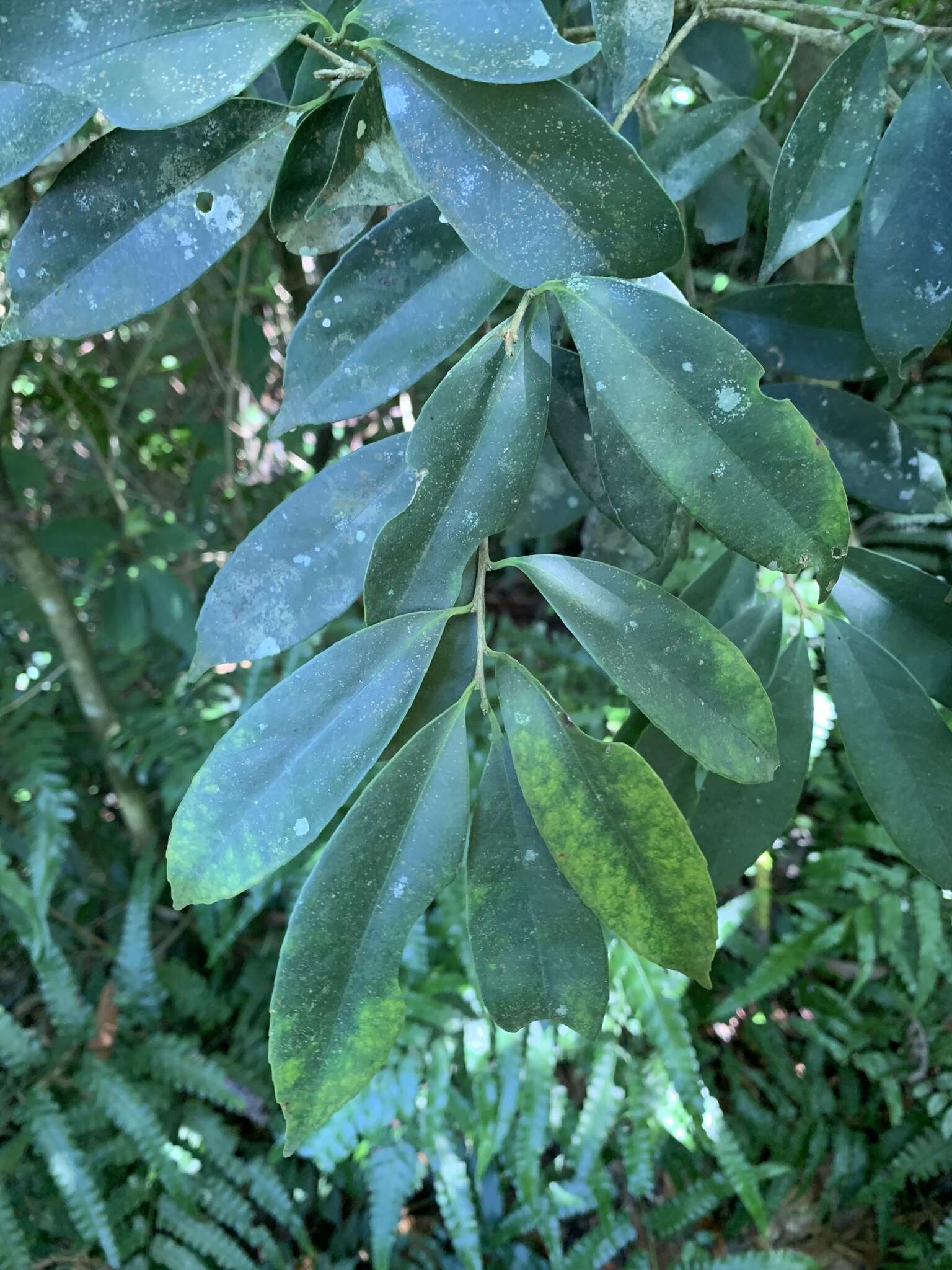 Ilex formosana Maxim. resmi