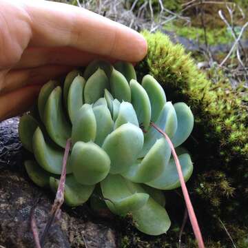 Image of Echeveria elegans Rose