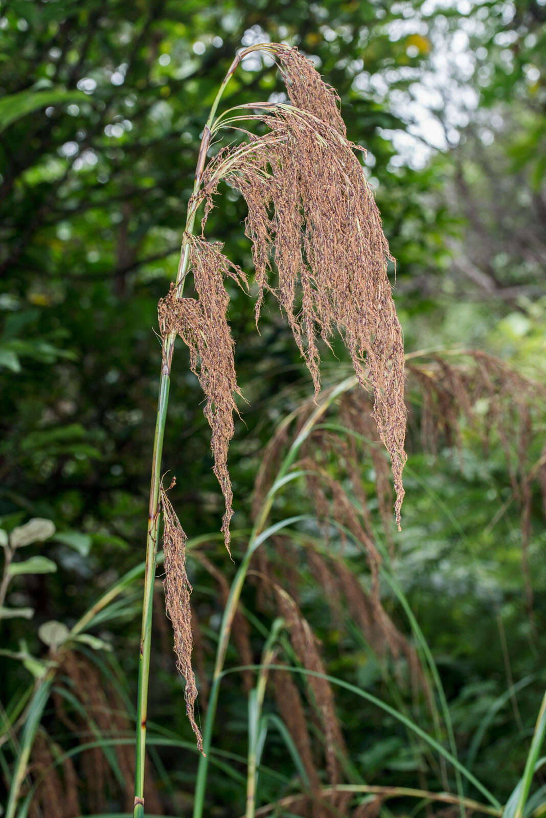 Imagem de Gahnia setifolia (A. Rich.) Hook. fil.