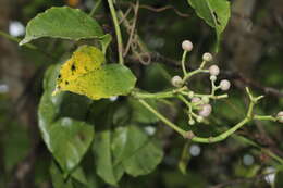 Image of Tetrastigma lanyuense Chang