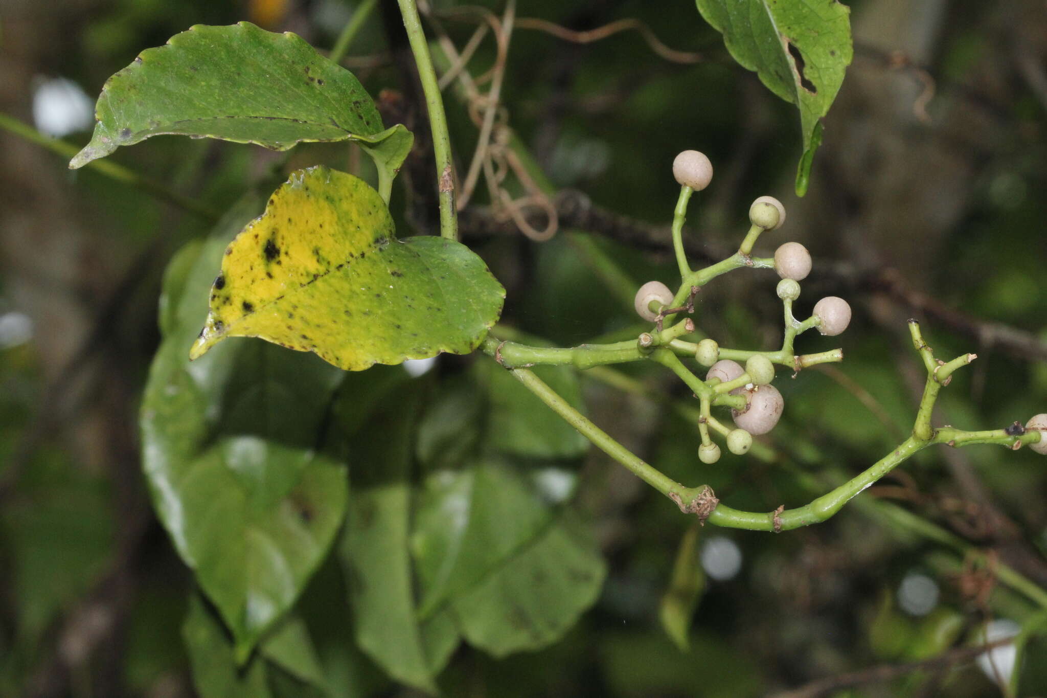 Image of Tetrastigma lanyuense Chang