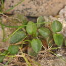 Sivun Viola argenteria B. Moraldo & G. Forneris kuva