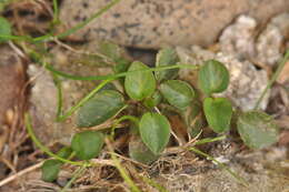 Image of Viola argenteria B. Moraldo & G. Forneris